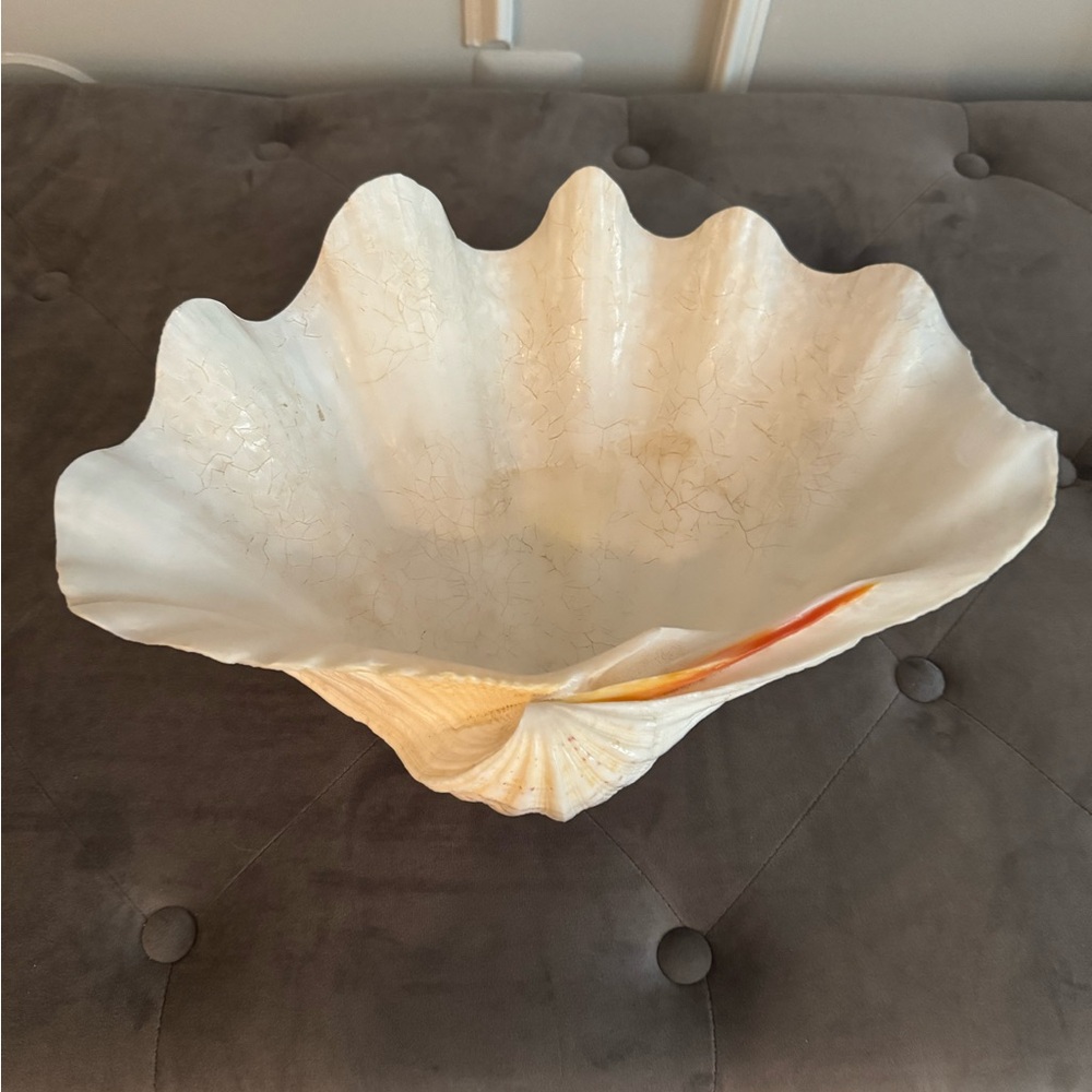Large White Clam Shell Decor